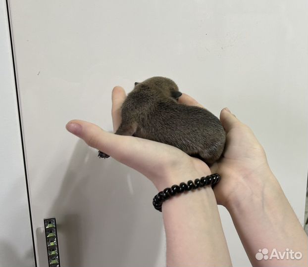 Щенки тойтерьер мини