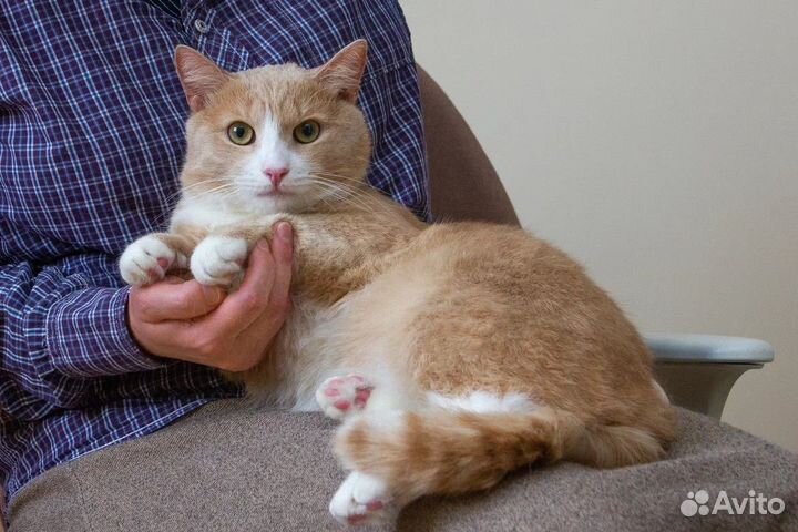 Котик ищет дом