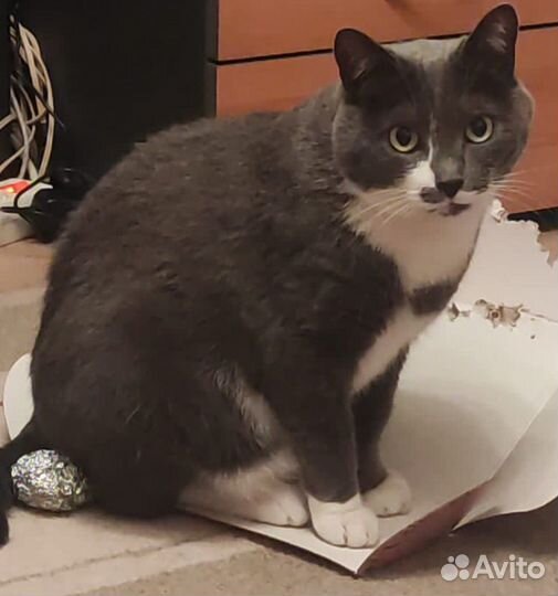 Потерялась кошка