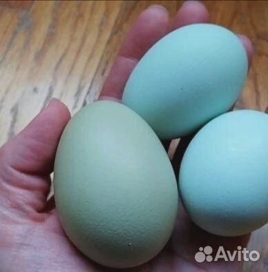 Яйца домашней несушки микс пород