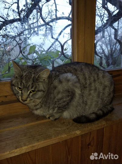 Котята в дар