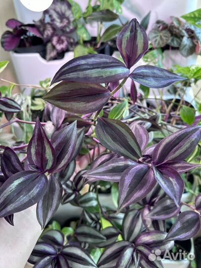 Традесканции