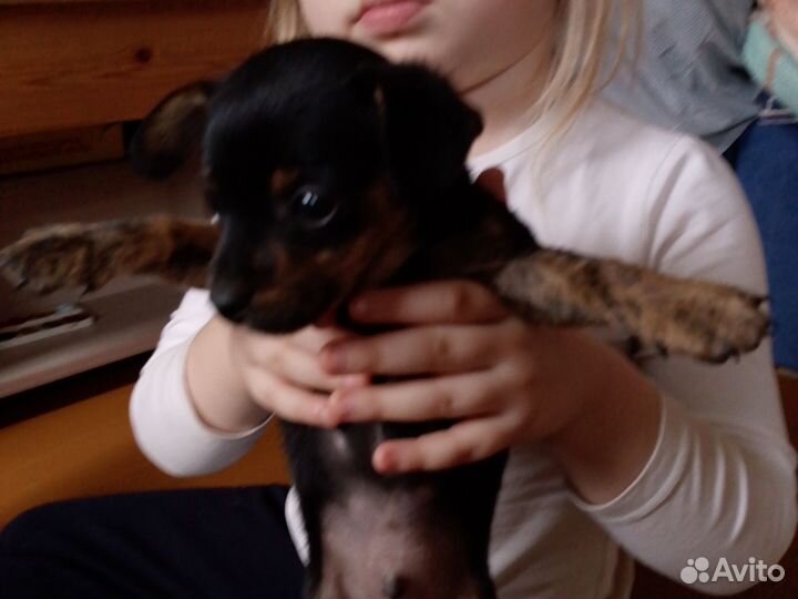 Мини той-терьер щенки