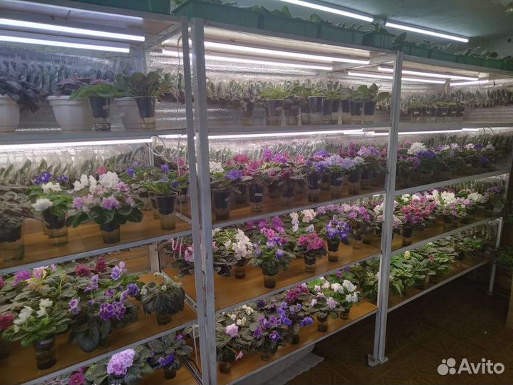 Фиалки (Сенполии)