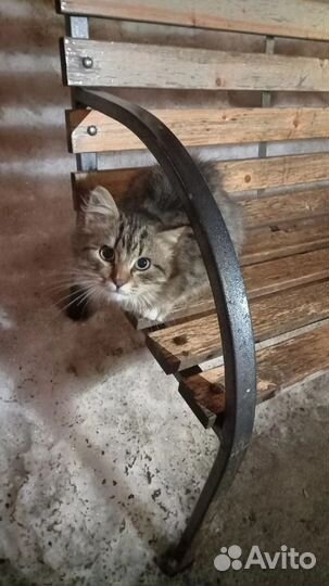 Котёнок подросток мальчик красивый