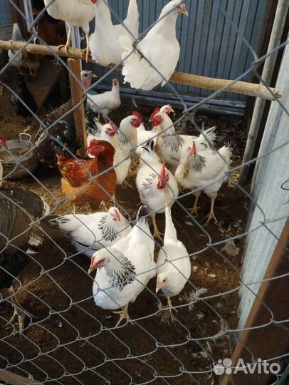 Молодые петушки