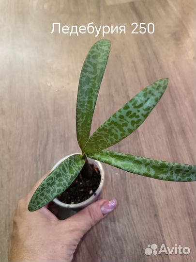 Монстера обликва перу