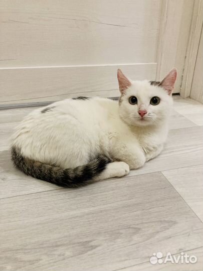 Котята в добрые руки мальчики