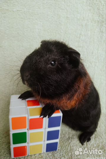 Морские свинки медвежата