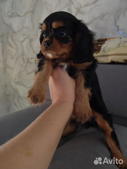 Кавалер-кинг-чарльз-спаниель