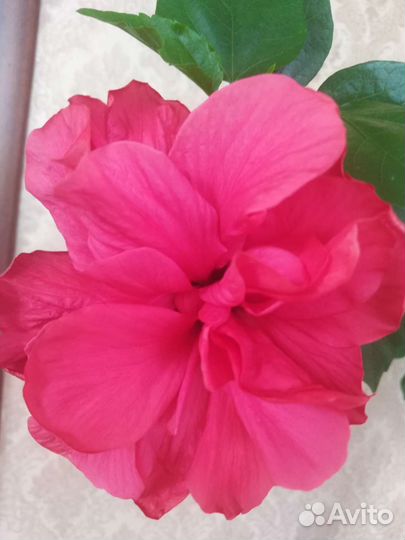 Гибискус китайская роза