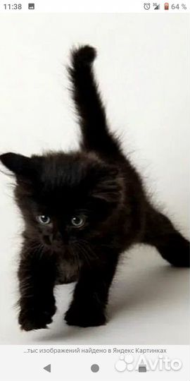 Котятя