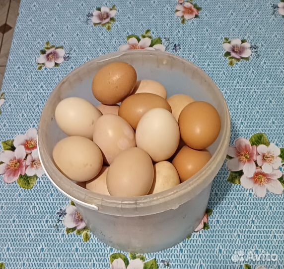 Домашние куриные яйца