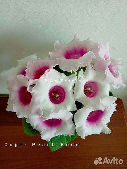 Листочки глоксинии