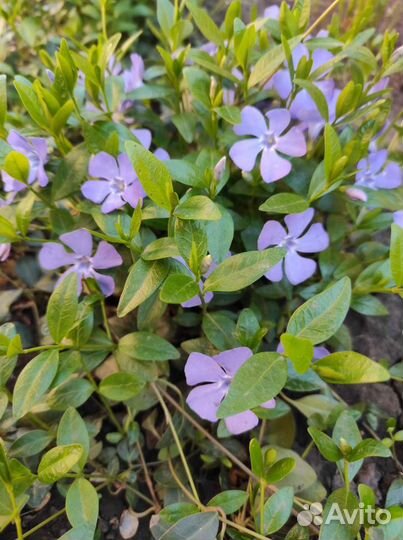 Ясколка, Колокольчик, барвинок, яснотка, вербейник