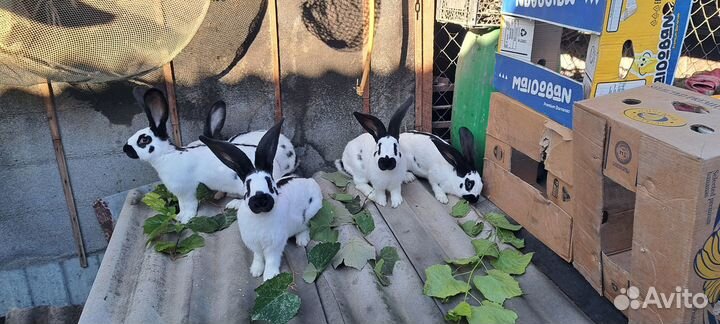 Продам молодых самок нпв