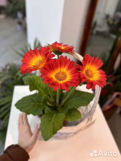 Каланхоэ, фиалка, гербера цветущие комнатные цветы