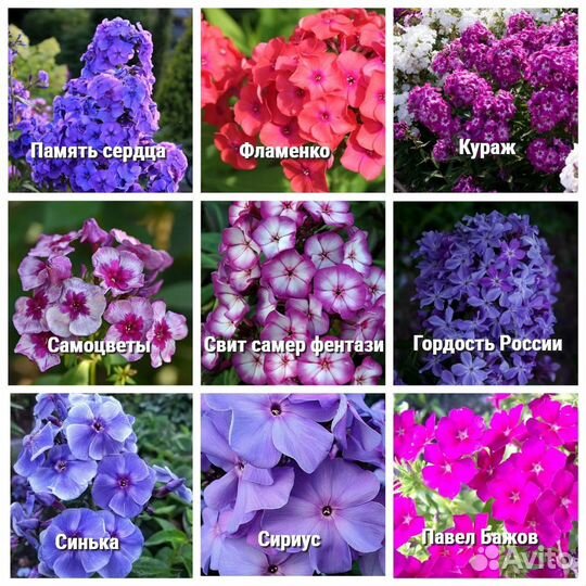 Саженцы Флокса метельчатого 7 сорт горшок доставка