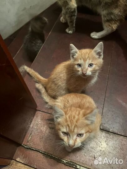 Котята