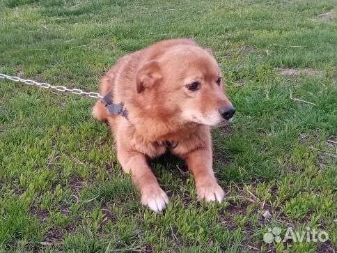 Стрелка ищет любящих хозяев