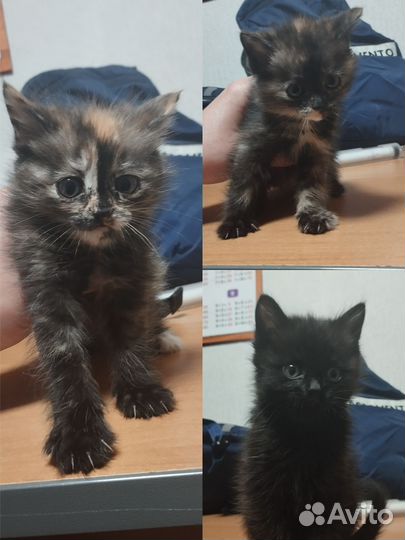 Кошка в дар бесплатно