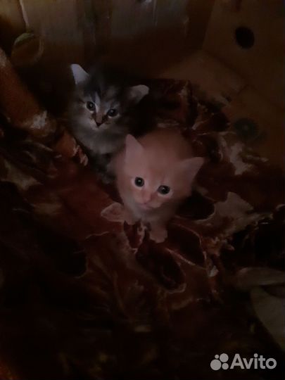 Котята в добрые руки