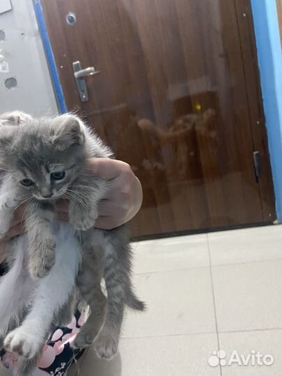 Котятки в добрые руки