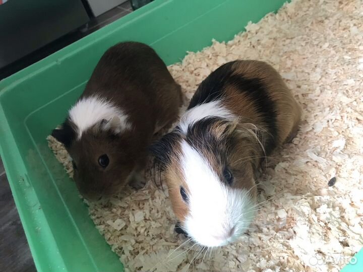 Морские свинки