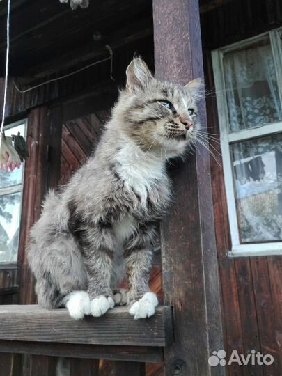 Профессиональный охранник/охотник - кот