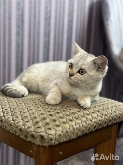 Котята шотландской шиншилы