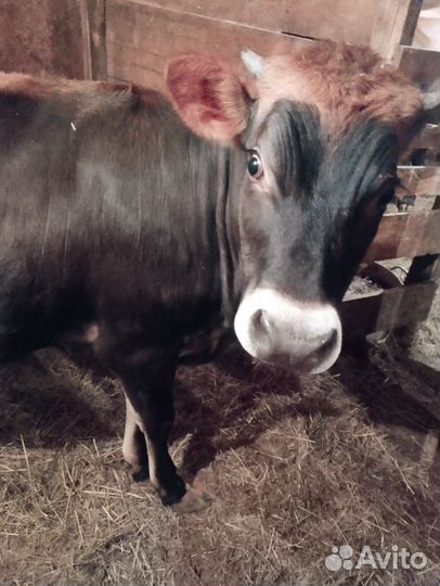 Сельхоз животные