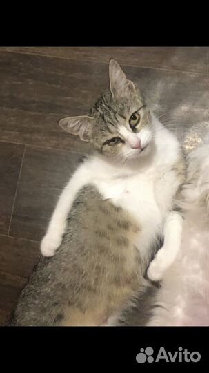 Потерялась кошечка
