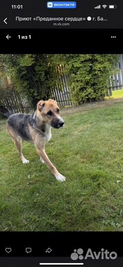 Алабай в дар