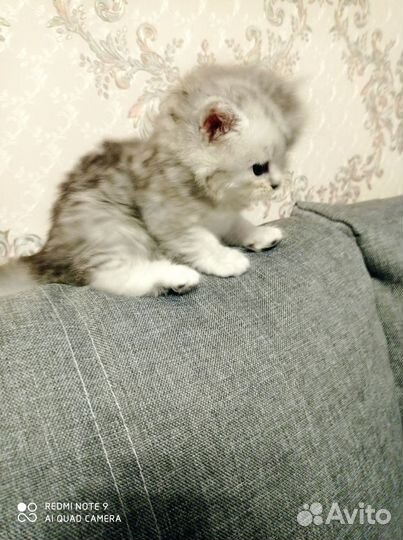 Персидская шиншилла