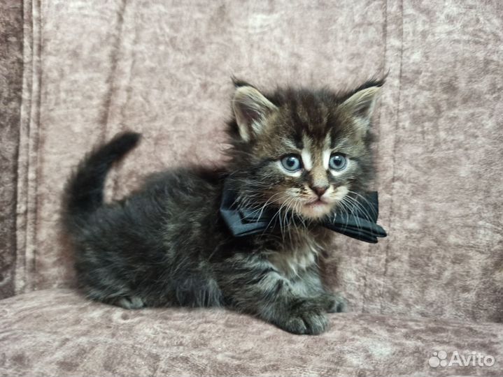 Котята мейн-кун