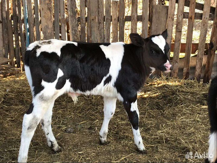 Телочки и бычки