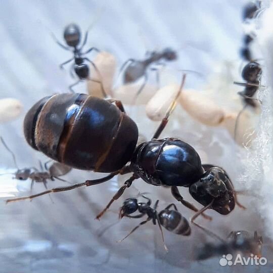 Муравьи Lasius niger