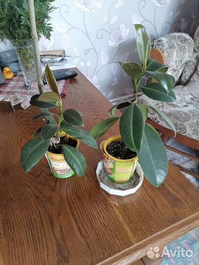 Комнатные цветы-фикус,сансивиерия,зоомиокулькас