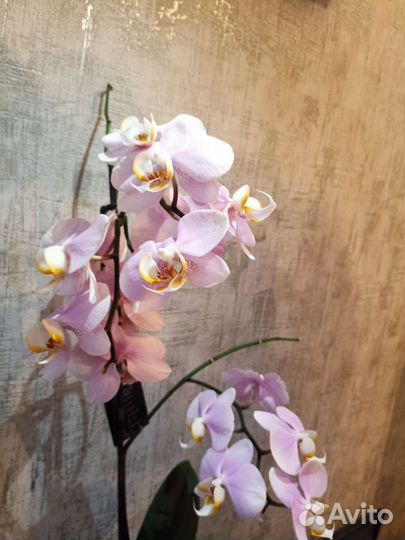 Орхидея фаленопсис