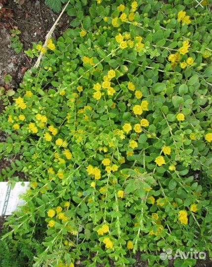 Ясколка, яснотка, Ястребинка, вербейник монетчатый