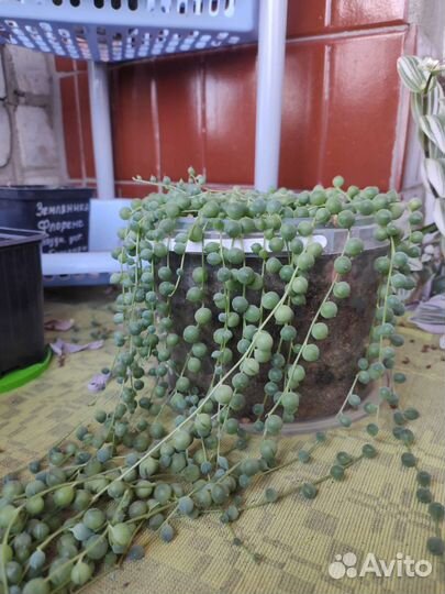 Суккулент Крестовник роули детки