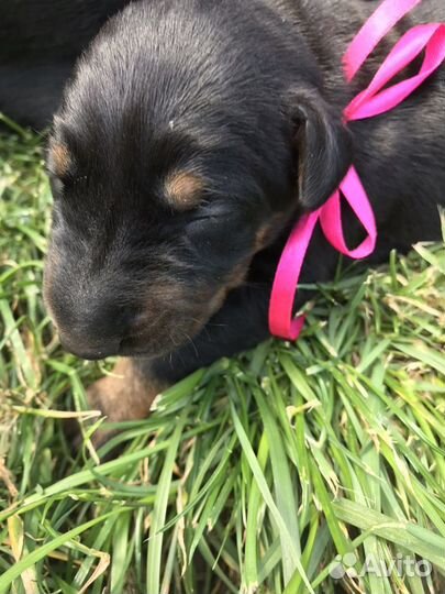 Щенки Доберманов