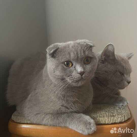 Отдам кота в добрые руки