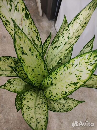 Диффенбахия везувий