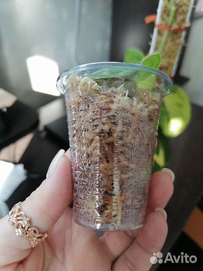 Сциндапсус мангурай