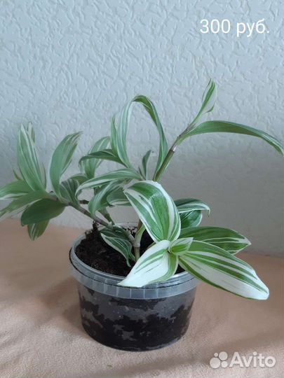 Комнатные цветы (дифенбахия традесканция монстера)