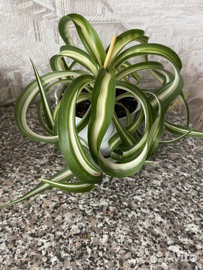 Хлорофитум кудрявый