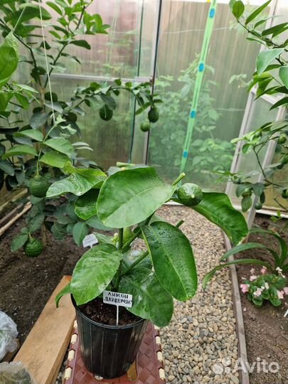 Лимон пандероза