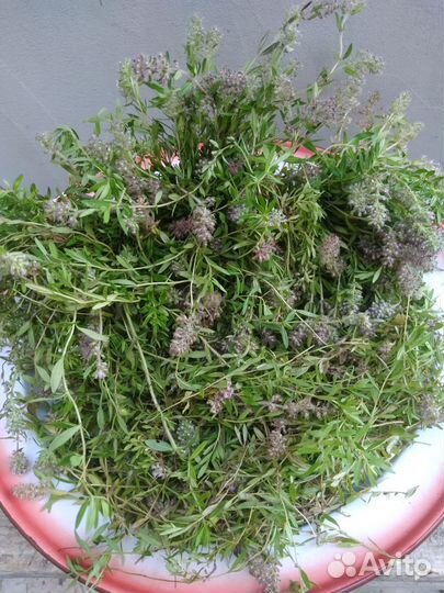 Краснодарский чабрец,урц