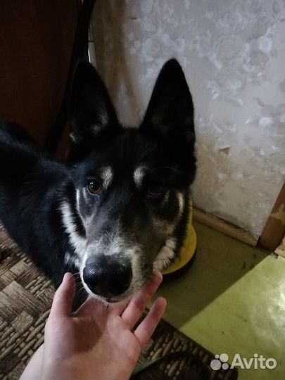Шикарный пес в добрые руки